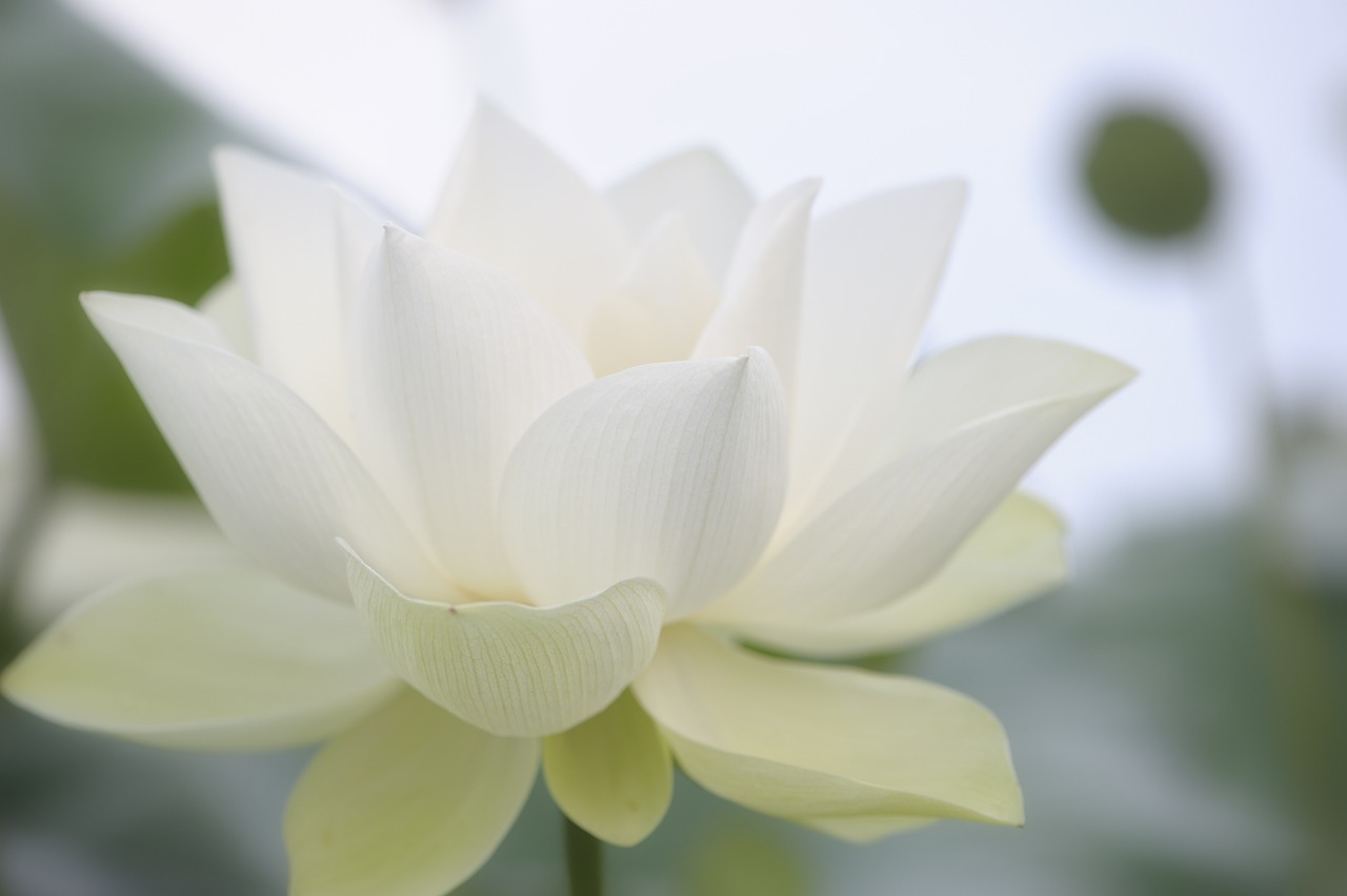 flower, lotus, beautiful-4969630.jpg